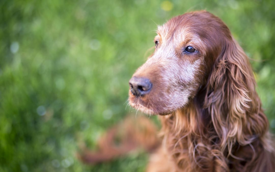 Senior Pets: Providing Comfort and Care for Aging Feline and Canine Companions